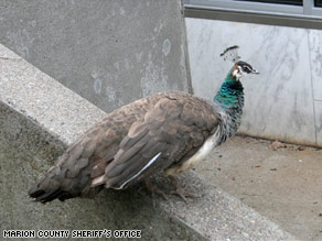 Cynthia the peahen patrols the grounds of the Marion County Sheriff's Department in Oregon.