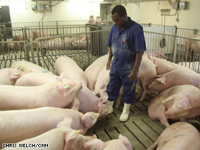 Professor Samuel Baidoo wears specially issued gear as he checks on the hogs at the research facility.