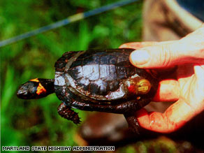 Maryland officials wanted an eco-friendly solution that wouldn't hurt the area's bog turtles.