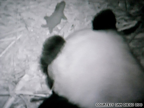 The public can view live video of the cub and its mother, Bai Yun, on the zoo's Web site.