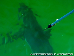 A great white shark is tagged Saturday off Cape Cod, Massachusetts. Shark sightings closed nearby beaches.