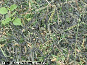 The African armyworm caterpillar is chewing its way through Liberia's food crops.