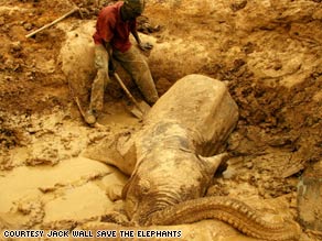 A baby elephant in the Gourma region of central Mali had been trapped in a well for three days.