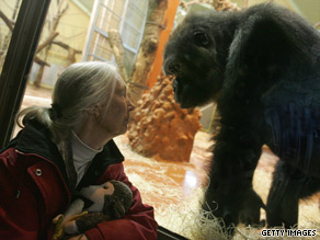 Jane Goodall has spent a lifetime studying primates.