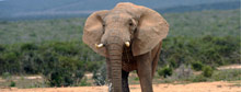 Kenya's elephant orphanage 