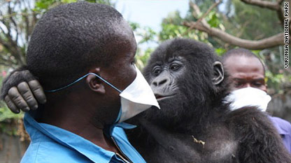 Baby gorillas getting playpen: paradise