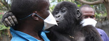Gorillas moving to 'paradise'