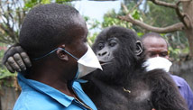 Baby gorillas moving to 'paradise'