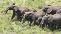War zone could be new Serengeti