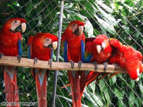 A family of Scarlet macaws in Costa Rica in June 2008 at a zoo aimed at conserving the species.