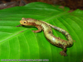 A new species of salamander was one of the exciting discoveries in Colombia's Darien region.