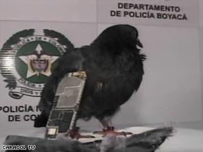 The carrier pigeon has Colombian authorities concerned there may be a new way to smuggle goods into prisons.