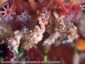 A tiny seahorse found in waters off Indonesia mades the top ten list of new species in 2008.