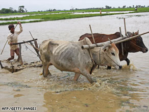 A young farmer ploughs a field in preparation to grow rice in Dalla, about 20 kms south of Yangon on July 9, 2008.