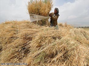 A farmer harvests wheat in a field on the outskirts of Kabul, Afghanistan, last summer.
