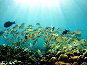 A new study of western Indian Ocean coral reefs has linked poverty to overfishing.