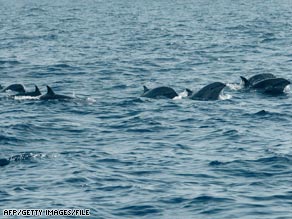 A pod of dolphins swims across the Bohol Sea in January 2005.