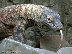 Komodo dragons kill Indonesian fisherman