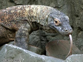 Komodo dragons kill their prey with an extremely toxic bite.