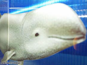 The Irrawaddy is considered to be one of the world's rarest species of freshwater dolphin.