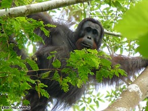 The orangutans were discovered in a mountainous corner of Indonesia.
