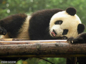 A panda cub at the Giant Panda Breeding Centre in Chengdu last week.