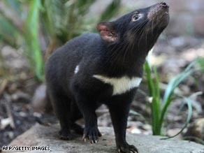 The Tasmanian devil's future is threatened by a contagious facial cancer that has killed large numbers.