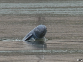 Analysis of dolphin deaths shows their immune systems are suffering due to contaminants.