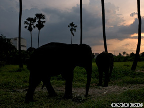 A new plan aims to return street elephants to the wild by paying owners for the animals.