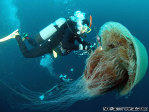 A diver attaches a sensor to a Nomura's jellyfish off the coast of northern Japan in October 2005.