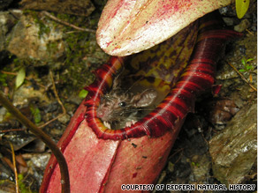 Nepenthes northiana - the carnivorous pitcher plant prepares to tuck into a rat.