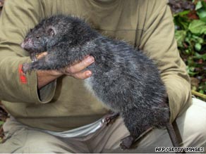 The newly discovered rat is similar in size and weight to this one found by scientists in 2007.