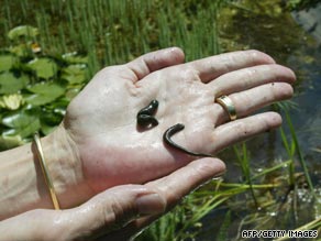 leech crime australia australian leeches dna used scene convict cnn cracks fighting cold case criminal blood found