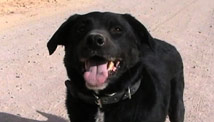 Bomb dog found after a year MIA