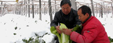 Report: Snow in China kills 21