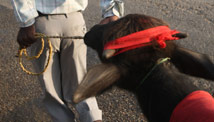 Nepal's ritual animal slaughter