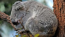 Koalas in Australia dying