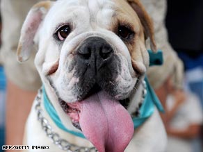 English bulldogs are a symbol of the country's defiance and pugnacity.