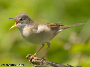 Long distance flyer: The migration of the Common Whitethroat could get even longer because of climate change.