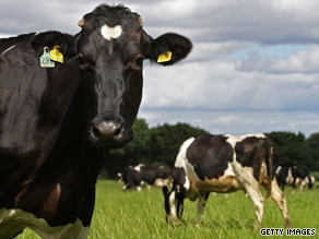 Experts say cows can become aggressive if they feel their calves are being threatened.