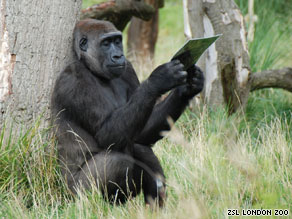 Jookie, as she is known, studies a poster of French gorilla Yeboah, who is heading for London Zoo.