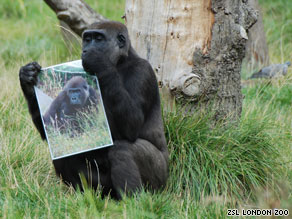 The French visitor will stay in London Zoo's Gorilla Kingdom enclosure during his visit.