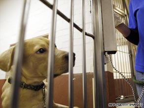 A dog looks through the door of its kennel at Battersea Dogs and Cats Home in London.