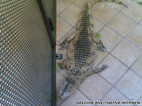 The caiman was 1.1 meters long (3.6 feet), the Italian Forest Service said.