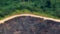 Rainforests razedÂ 