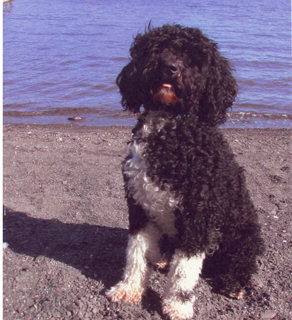 Portuguese Water Dog (L) and Labradoodle (R)