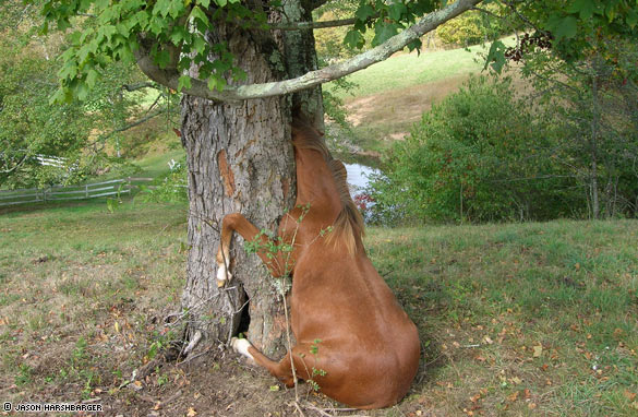 horse head profile. of a horse with its head