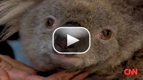 Sam, the koala, gets a visit from the firefighter that found her in a burnt Victorian forest.