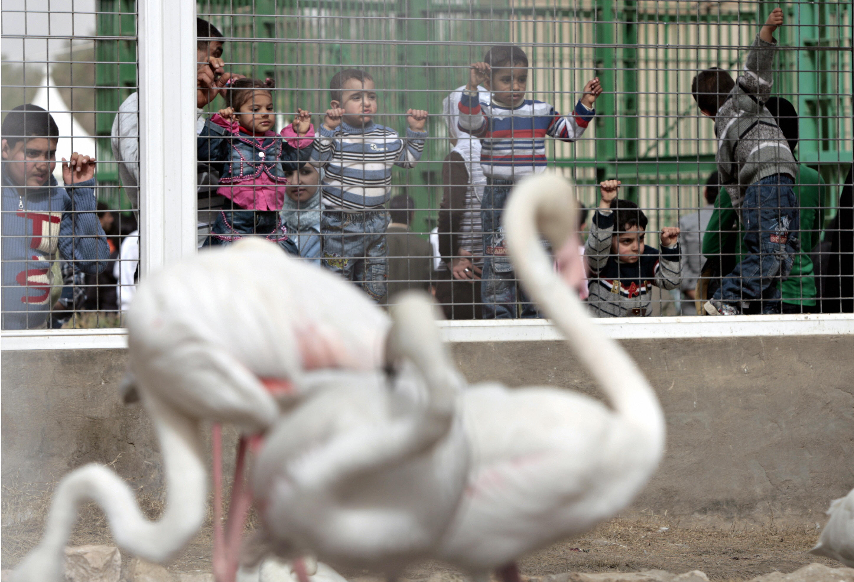 AHMAD AL-RUBAYE/AFP/Getty Images. Iraqi children stand looking at the flamingo enclosure at the Zawraa Park and Zoo.