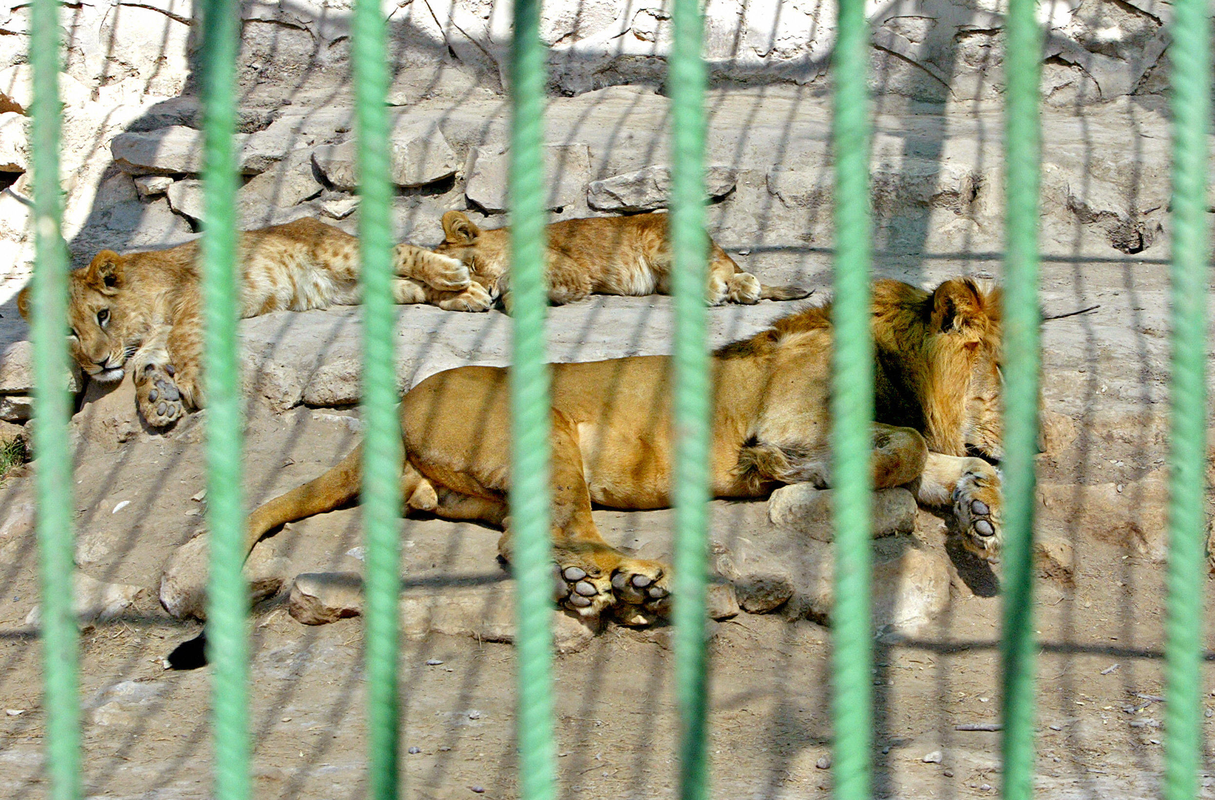 SABAH ARAR/AFP/Getty Images. A lion and lionesses enjoy Baghdad's sun as they rest inside their cage.